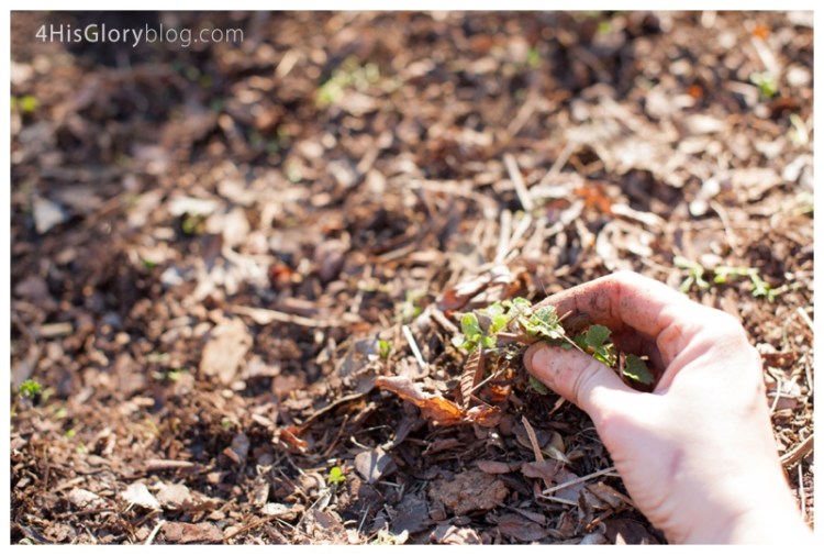 danville-va-portrait-photographer_0003
